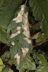 Tischeria ekebladella