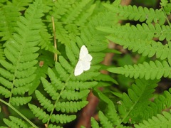 Scopula floslactata