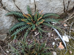 Asplenium ceterach