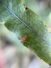 Salticidae