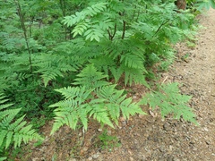 Pteridium pinetorum