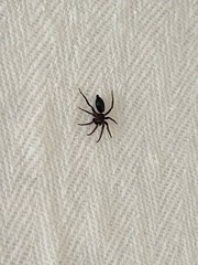 Herpyllus ecclesiasticus