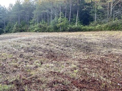 Frontinella pyramitela