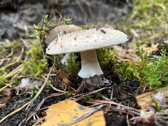 Amanita pantherina