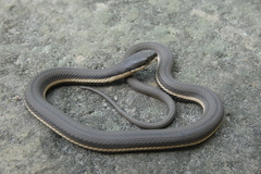 Regina septemvittata