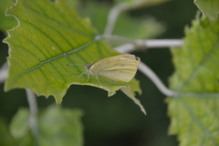 Pierinae