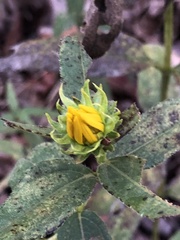 Helianthus hirsutus