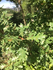 Quercus pubescens