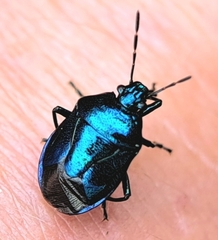 Zicrona caerulea