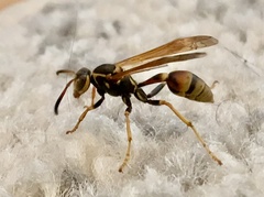 Mischocyttarus flavitarsis