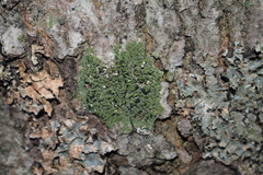 Bacidia schweinitzii