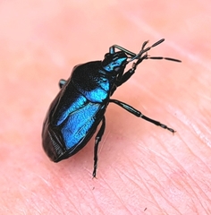 Zicrona caerulea