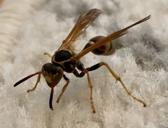 Mischocyttarus flavitarsis