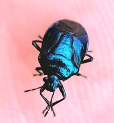 Zicrona caerulea