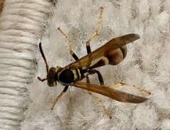 Mischocyttarus flavitarsis