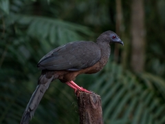 Chamaepetes goudotii