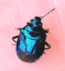 Zicrona caerulea