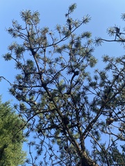 Pinus banksiana