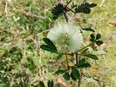 Acaciella angustissima texensis