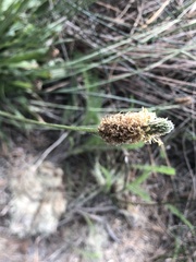 Plantago lanceolata