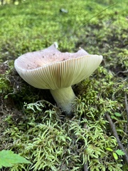 Russula fragilis
