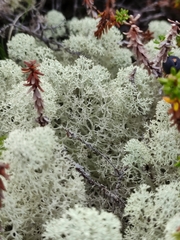 Cladonia stellaris