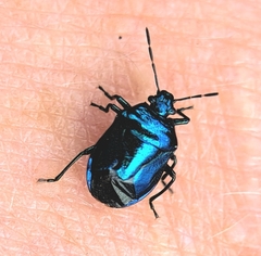 Zicrona caerulea