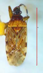 Lygaeoidea