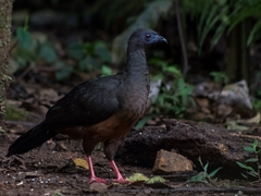 Chamaepetes goudotii