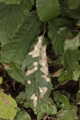 Tischeria ekebladella