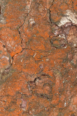 Trentepohlia