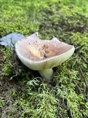 Russula fragilis