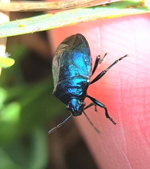 Zicrona caerulea