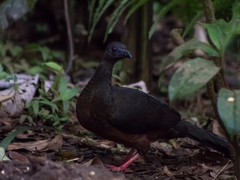 Chamaepetes goudotii