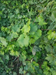 Vitis vinifera