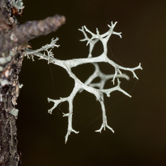 Evernia mesomorpha