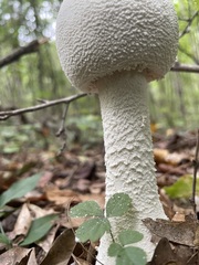Amanita polypyramis