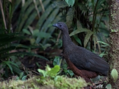 Chamaepetes goudotii