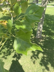 Platanus