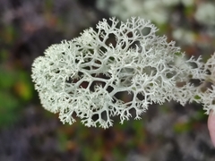 Cladonia stellaris
