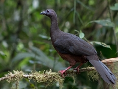 Chamaepetes goudotii