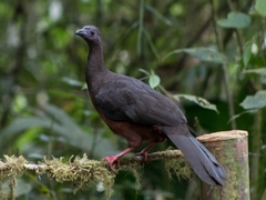 Chamaepetes goudotii