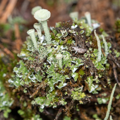 Cladonia