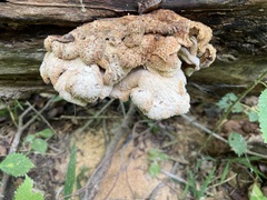 Lentinellus