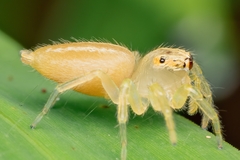 Salticinae