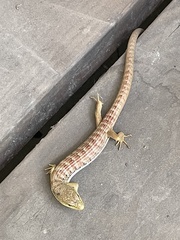 Elgaria multicarinata multicarinata