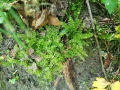 Plagiomnium cuspidatum