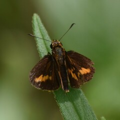Taractrocerini