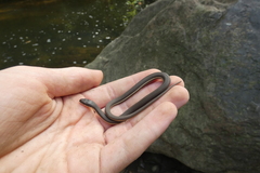 Regina septemvittata