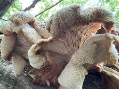 Lentinellus